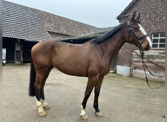 Zangersheider, Mare, 7 years, 17,1 hh, Brown