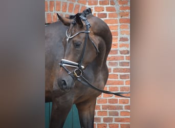 Zangersheider, Mare, 7 years, 17 hh, Brown