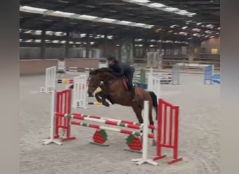 Zangersheider, Mare, 7 years, 17 hh, Brown