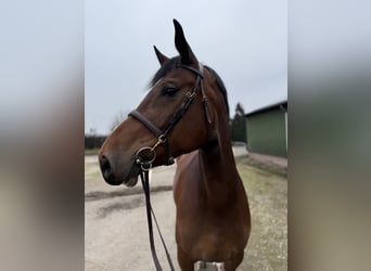 Zangersheider, Mare, 7 years, 17 hh, Brown