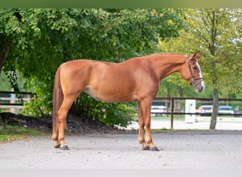Zangersheider, Mare, 7 years, 17 hh, Chestnut-Red