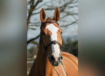 Zangersheider, Mare, 7 years, 17 hh, Chestnut-Red