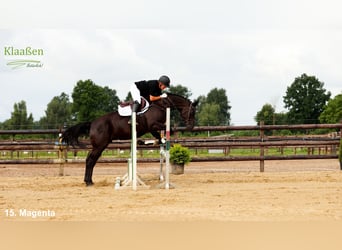 Zangersheider, Mare, 7 years, Bay-Dark