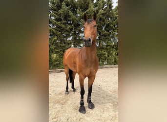 Zangersheider, Mare, 7 years, Brown