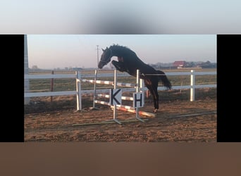 Zangersheider, Mare, 7 years, Smoky-Black