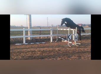 Zangersheider, Mare, 7 years, Smoky-Black