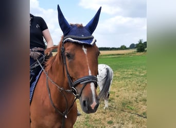 Zangersheider, Mare, 8 years, 15.3 hh, Chestnut-Red