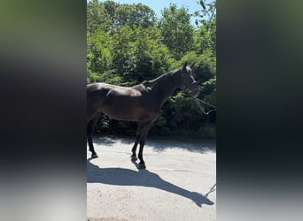Zangersheider, Mare, 8 years, 15,3 hh, Black