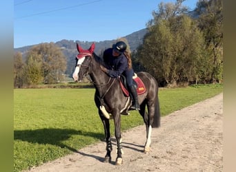 Zangersheider, Mare, 8 years, 16,1 hh, Black