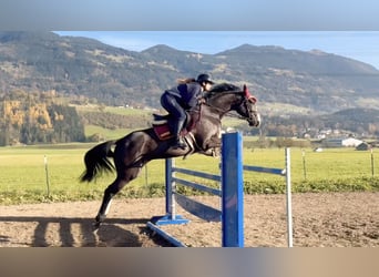 Zangersheider, Mare, 8 years, 16,1 hh, Black