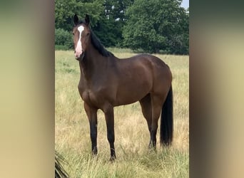 Zangersheider, Mare, 8 years, 16.1 hh, Brown
