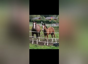 Zangersheider, Mare, 8 years, 16,1 hh, Brown