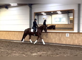 Zangersheider, Mare, 8 years, 16,1 hh, Chestnut-Red