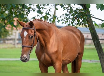 Zangersheider, Mare, 8 years, 16,1 hh, Chestnut-Red