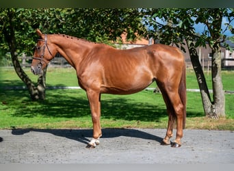 Zangersheider, Mare, 8 years, 16,1 hh, Chestnut-Red