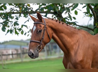 Zangersheider, Mare, 8 years, 16,1 hh, Chestnut-Red