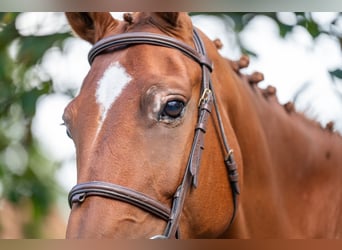 Zangersheider, Mare, 8 years, 16,1 hh, Chestnut-Red