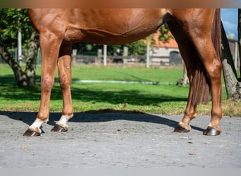 Zangersheider, Mare, 8 years, 16,1 hh, Chestnut-Red