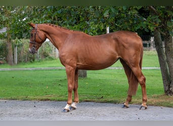 Zangersheider, Mare, 8 years, 16,1 hh, Chestnut-Red