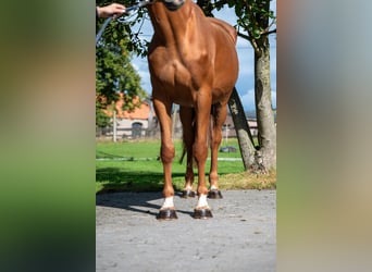 Zangersheider, Mare, 8 years, 16,1 hh, Chestnut-Red