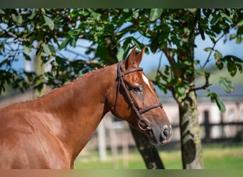 Zangersheider, Mare, 8 years, 16,1 hh, Chestnut-Red