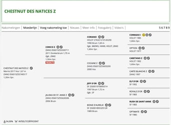 Zangersheider, Mare, 8 years, 16.1 hh, Chestnut-Red Zangersheider, Mare, 8 years, 16.1 hh, Chestnut-Red