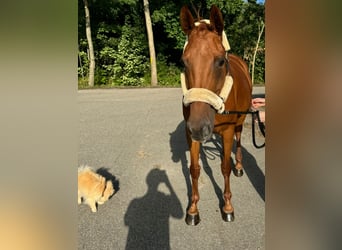 Zangersheider, Mare, 8 years, 16.1 hh, Chestnut-Red Zangersheider, Mare, 8 years, 16.1 hh, Chestnut-Red