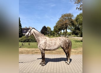 Zangersheider, Mare, 8 years, 16.1 hh, Grey