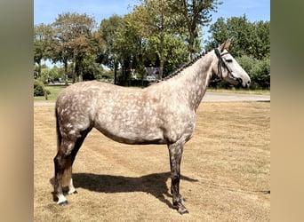 Zangersheider, Mare, 8 years, 16.1 hh, Grey