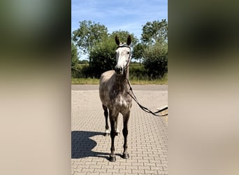 Zangersheider, Mare, 8 years, 16.1 hh, Grey