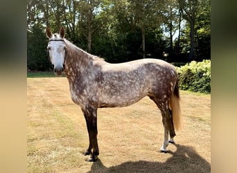 Zangersheider, Mare, 8 years, 16.1 hh, Grey