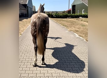 Zangersheider, Mare, 8 years, 16.1 hh, Grey