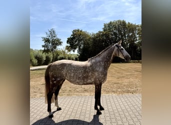 Zangersheider, Mare, 8 years, 16.1 hh, Grey