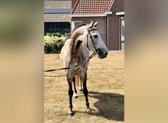 Zangersheider, Mare, 8 years, 16.1 hh, Grey