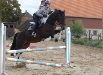 Zangersheider, Mare, 8 years, 16.1 hh, Pinto