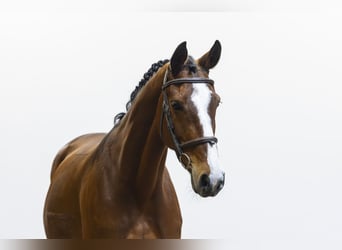 Zangersheider, Mare, 8 years, 16.1 hh