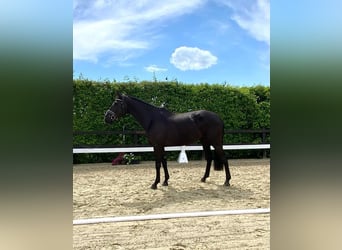 Zangersheider, Mare, 8 years, 16.2 hh, Black