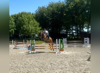 Zangersheider, Mare, 8 years, 16 hh, Bay-Dark