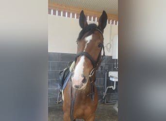Zangersheider, Mare, 8 years, 16 hh, Brown