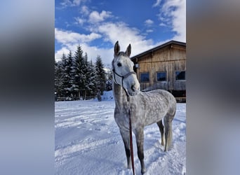 Zangersheider, Mare, 8 years, 16 hh, Grey-Dapple