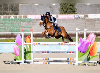 Zangersheider, Mare, 8 years, 16 hh, Grey-Red-Tan