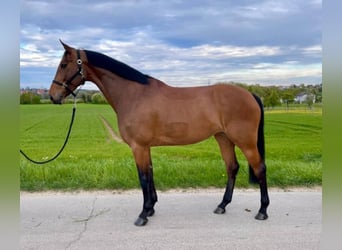 Zangersheider, Mare, 8 years, 16,1 hh, Brown
