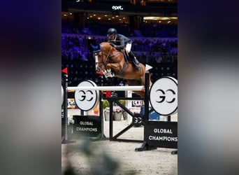 Zangersheider, Mare, 8 years, 16,1 hh, Chestnut-Red