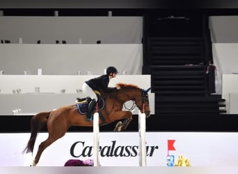 Zangersheider, Mare, 8 years, 16,1 hh, Chestnut