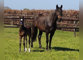 Zangersheider, Mare, 8 years, 16,2 hh, Brown