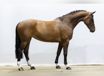 Zangersheider, Mare, 8 years, 16,2 hh