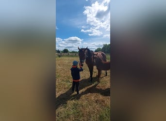 Zangersheider, Mare, 8 years, 16,3 hh, Brown