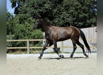Zangersheider, Mare, 8 years, 17 hh, Black
