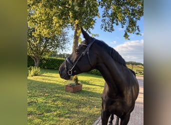 Zangersheider, Mare, 8 years, 17 hh, Black