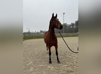 Zangersheider, Mare, 8 years, 17 hh, Brown